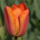 100 Tulpen (oranje) (leverbaar van aug-dec)